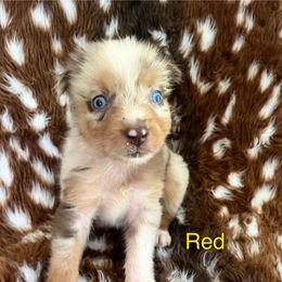 Red - Red merle female Australian Shepherd puppy in Jesup, Georgia from Painted Platinum Kennel Golden Retrievers & Australian Shepherds