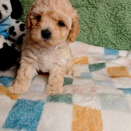 Copper - Fawn male Havapoo puppy in Blanch, North Carolina from Faithful Hearts Kennel