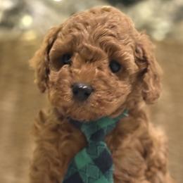 Cavalier King Charles Spaniels, Cavapoos, Goldendoodles, and Poodles from Harvest Creek
