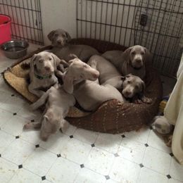 Weimaraner Puppies from Timberdoodle Weimaraners