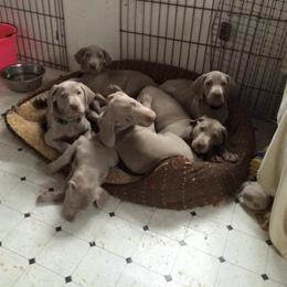 Weimaraner Puppies from Timberdoodle Weimaraners