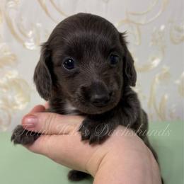Titan - Gray (blue) and tan male Dachshund puppy in Jonesboro, Illinois from Twin Hills Dachshunds