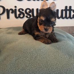 Lewis - Black and gold male Yorkshire Terrier puppy in Clermont, Florida from Bella's Prissy Butts