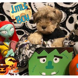 Miniature Schnauzer Puppies from Amaya Lara Schnauzers