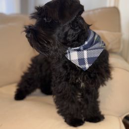 Duke - Miniature Schnauzer