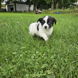 Legacy - female Sporty Mix puppy in Algona, Iowa from Ebonheart Kennel