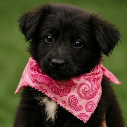 German Shepherd puppies from Crissi Hansel