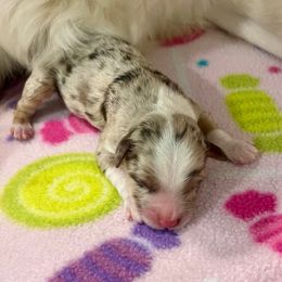 Chuck - Red merle male Aussiedoodle puppy in Burkesville, Kentucky from Bline’s Awesome Aussies & Doxies at the Bline Family Farm