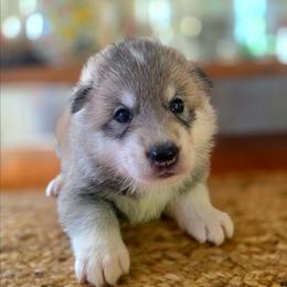 Boy 3 - male Native American Indian Dog puppy in Green Creek, North Carolina from NAID Preservation Project: Corn Moon Medicine Dogs