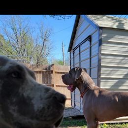 Great Dane Puppies from Cambridge Danes House of Great Danes