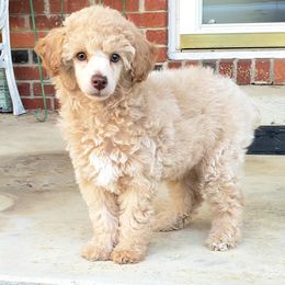 Coconut - Cream Poodle puppy in Mabelvale, Arkansas from Durham's Designer Poos