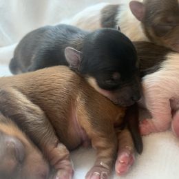 Poodle and Yorkipoo Puppies from Bridgemont Doodle Co.