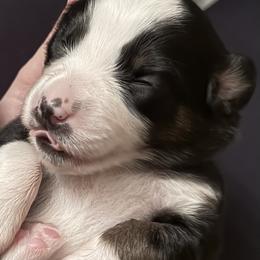 Willow - Black tri female Miniature Australian Shepherd puppy in Romney, West Virginia from South Branch Mini Aussies