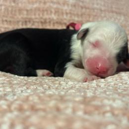 Pink - Gray and white female Old English Sheepdog puppy in Iowa from Midwest Puppy Paws