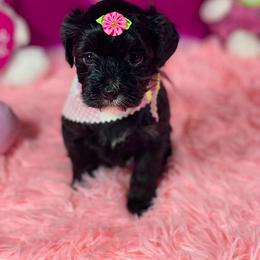 Queen - Black and gold female Morkie puppy in Davie, Florida from Sweet Peluditos