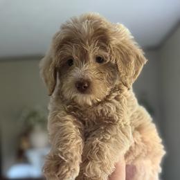 Coast - Apricot male Goldendoodle puppy in Warsaw, Ohio from Lovabledoodles