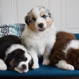 Australian Shepherd Puppies from Indigo Grove Aussies