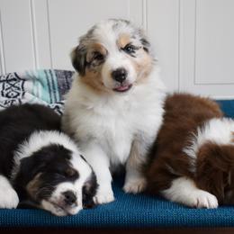 Australian Shepherd Puppies from Indigo Grove Aussies