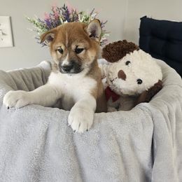 Shiba Inu Puppies from Shiba Shenanigans