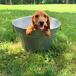 Waffles - Red female Dachshund puppy in Crossville, Tennessee from Golden Mini Farm