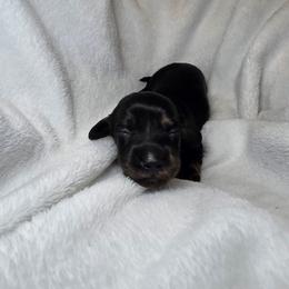 Dark enchantment 2200 pet only 3200 full akc - Brindle male Dachshund puppy in Bristol, Tennessee from It's Mini Wieners Baby