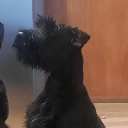 Giant Schnauzer Puppies from Liberty Giant Schnauzers