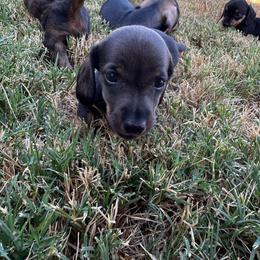 Buzz - Sable male Dachshund puppy in Dyess Afb, Texas from Story Dachshunds