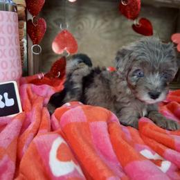 Payton - Blue merle female Aussiedoodle puppy in Charleston, Arkansas from Lazy S Aussies