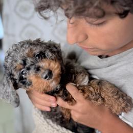 Goldendoodle Puppies from Willow Lane Doodles
