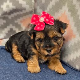 Rosie - Black and tan female Yorkshire Terrier puppy in Monticello, Iowa from Ashley’s Puppies