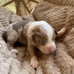 Lucinda - Red merle female Australian Shepherd puppy in Grants Pass, Oregon from Carmel Mountain Aussies