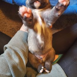 Siberian Husky Puppies from Lakeland Huskies