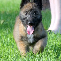 Belgian Laekenois Puppies from Chiens de Rafale