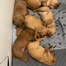 Labrador Retriever Puppies from Fia Red Retrievers