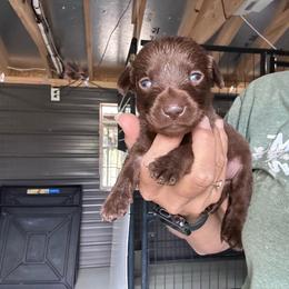 Mini - Chocolate male Labrador Retriever puppy in Newton Grove, North Carolina from Wayalife Labradors & Gsp’s