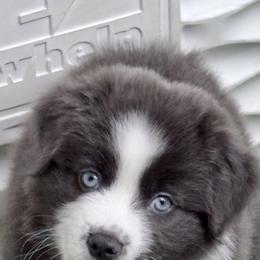 Australian Shepherd Puppies from Storm and Sage Australian Shepherds