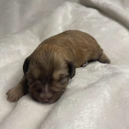 Michael - Wheaten male Miniature Schnauzer puppy in Brundidge, Alabama from Deez Pups Magnificent Schnauzers