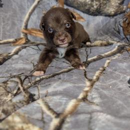 Scar - Red tri male Miniature Australian Shepherd puppy in Bend, Oregon from Wonderland Aussies