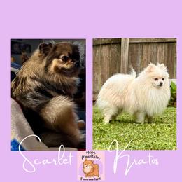 Pomeranian puppies from Hope Mountain Pomeranians