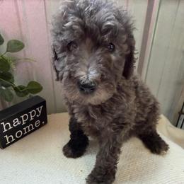 Benny - Chocolate merle male Bernedoodle puppy in Hackleburg, Alabama from The Doodle Patch