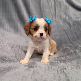 Holly - Blenheim female Cavalier King Charles Spaniel puppy in Romeoville, Illinois from KonopkaKennelsLLC