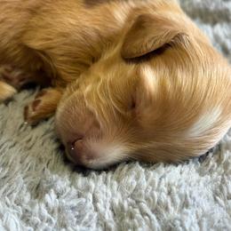 Gavroche - Red male Dachshund puppy in Eureka, California from Seaside Doxies