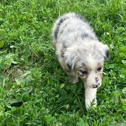 Girl 2 - Orange - Australian Shepherd puppy from MP Aussies