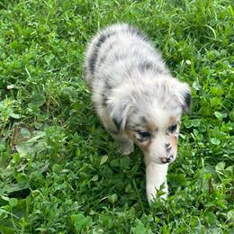 Girl 2 - Orange - Australian Shepherd puppy from MP Aussies