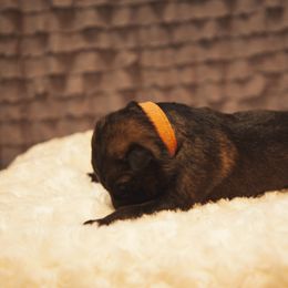 German Shepherd and Miniature American Shepherd Puppies from Sonnenhügel Shepherds