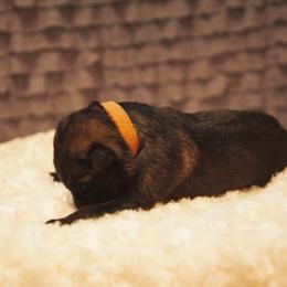 German Shepherd and Miniature American Shepherd Puppies from Sonnenhügel Shepherds