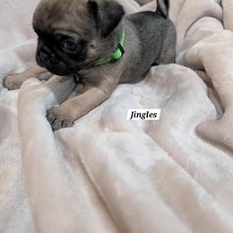 Jingle - Brindle male Pug puppy in Hartsville, South Carolina from PearlsPlayhousePugs