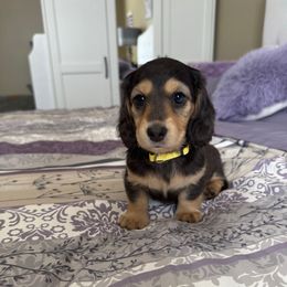 Catherine - Chocolate and cream female Dachshund puppy in Rochester Hills, Michigan from Holiday Dachshunds