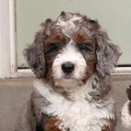 Squeak - female Australian Mountain Doodle puppy in Syracuse, Utah from Island View Poodles & Doodles