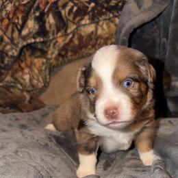 Irwin - Red merle male Miniature Australian Shepherd puppy in Deming, New Mexico from Rave'n Aussies of New Mexico